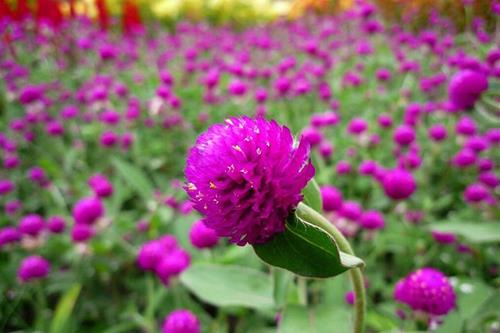 Cây cúc bách nhật phong thủy đẹp, dễ trồng nhưng không phải ai cũng hiểu ý nghĩa của nó