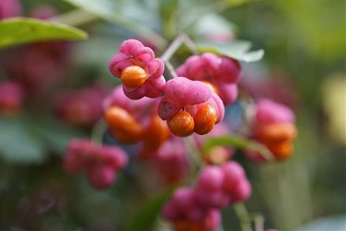 Tử vi thứ 4 ngày 28/5/2025 của 12 con giáp: Hợi thuận lợi, Mão đa tài