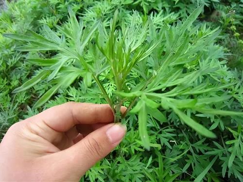 Treo THỨ này trước cửa nhà dịp Tết Đoan Ngọ, cả năm gặp may mắn liên tục!