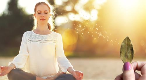 Phương pháp Manifest bằng lá nguyệt quế cực kỳ thú vị, bạn đã thử chưa?