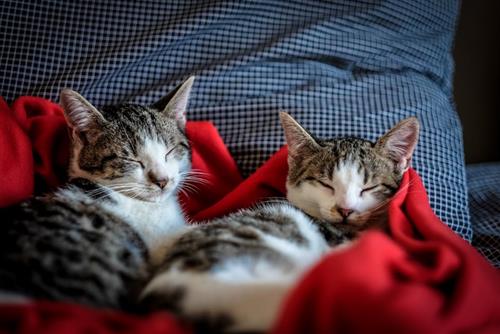 Tử vi tuần mới của 12 cung hoàng đạo (2-8/6): Song Tử cảm động, Kim Ngưu rủng rỉnh