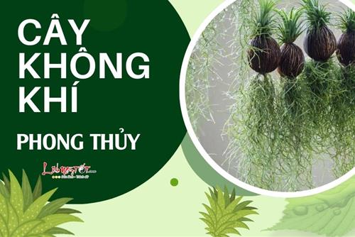 Cây không khí phong thủy: Loại cây kỳ lạ mà hữu ích không ngờ