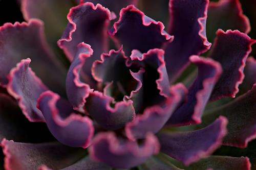 Tử vi thứ 4 ngày 14/5/2025 của 12 con giáp: Mão có lộc, Tý tốn tiền