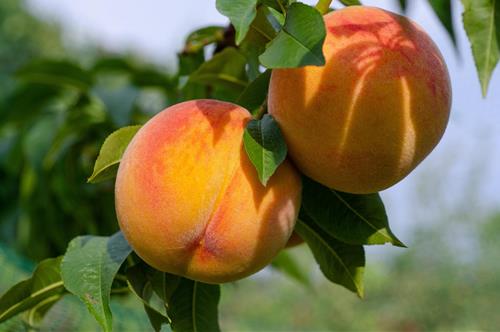 Tử vi tuần mới của 12 con giáp từ 23 - 29/6/2025: Tý cực vượng, Dần bất cẩn