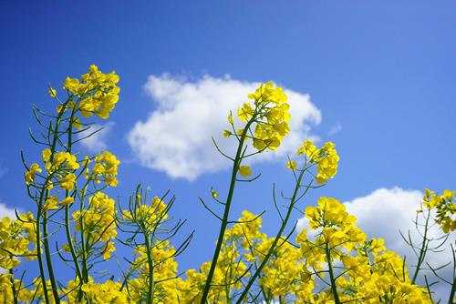 Tử vi thứ 5 ngày 19/6/2025 của 12 con giáp: Hợi suôn sẻ, Sửu cố chấp