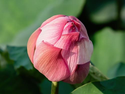 Tử vi Chủ nhật ngày 6/7/2025 của 12 con giáp: Tý phát đạt, Ngọ bận rộn