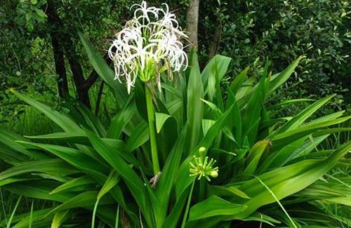 Cây đại tướng quân phong thủy: Không chỉ đẹp mà còn là liều thuốc hữu hiệu cho mọi gia đình