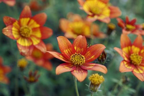 Tử vi thứ 5 ngày 31/7/2025 của 12 con giáp: Tý hanh thông, Ngọ rất mệt