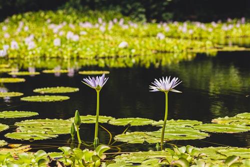 Tử vi tuần mới của 12 cung hoàng đạo (4-10/8/2025): Thiên Bình có tiền, Xử Nữ lo lắng