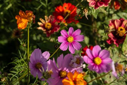 Tử vi thứ 6 ngày 29/8/2025 của 12 con giáp: Tuất may mắn, Dần thịnh vượng