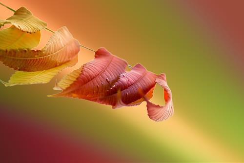 Tử vi Chủ nhật ngày 24/8/2025 của 12 con giáp: Ngọ lắm lộc, Hợi đỡ khổ