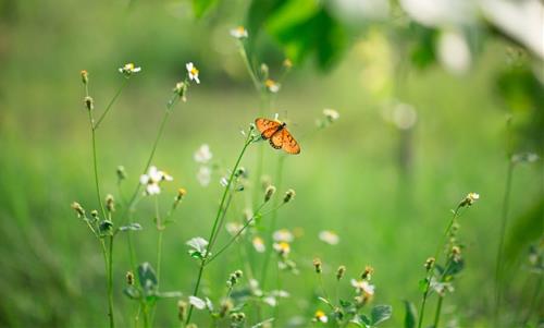 Tử vi thứ 2 ngày 8/9/2025 của 12 con giáp: Hợi thư thả, Tý hạnh phúc