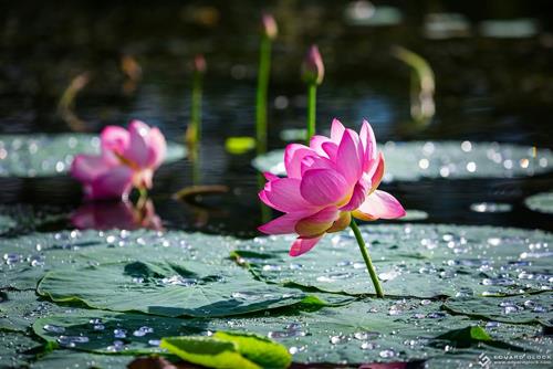 Khi MỆT mỏi với cuộc đời, thầm đọc 1 trong 3 câu này của Phật Thích Ca dạy sẽ thấy điều thần kỳ!