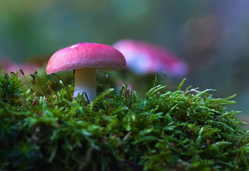 Tử vi thứ 5 ngày 2/10/2025 của 12 con giáp: Dần nóng tính, Tị phấn khởi