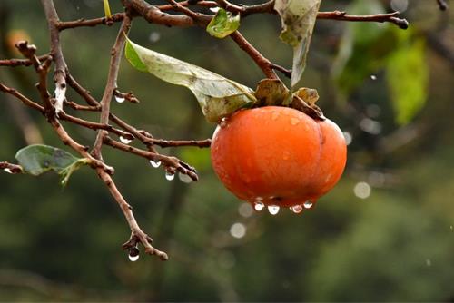 Tử vi tháng 10/2025 của 12 cung hoàng đạo: Sư Tử suôn sẻ, Thiên Bình gặp thời