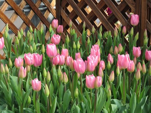 Tử vi thứ 5 ngày 22/1/2026 của 12 cung hoàng đạo: Sư Tử dễ thở, Thiên Bình thông minh