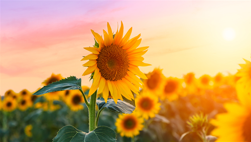 Tử vi thứ 6 ngày 23/1/2026 của 12 con giáp: Sửu đỏ vận, Ngọ gặp rắc rối