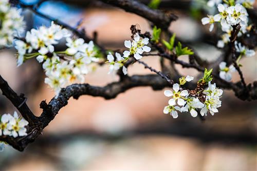 Tử vi thứ 4 ngày 4/2/2026 của 12 con giáp: Mão áp lực, Thìn may mắn