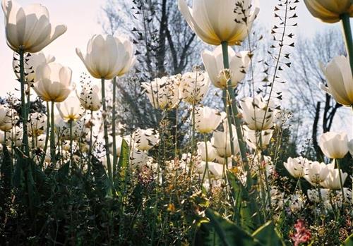 Tử vi thứ 5 ngày 8/1/2026 của 12 cung hoàng đạo: Song Tử mệt mỏi, Bạch Dương lạc quan