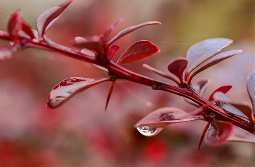 Tử vi Chủ nhật ngày 18/1/2026 của 12 con giáp: Mùi may mắn, Dậu lạc quan