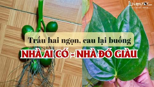 Tết con Ngựa này nhà nào trưng 'trầu hai ngọn, cau lại buồng’ đảm bảo đón LỘC KÉP, tiền đẻ ra tiền suốt cả năm!