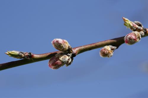 Tử vi thứ 4 ngày 11/2/2026 của 12 con giáp: Mùi thoáng tính, Dậu hồng phát