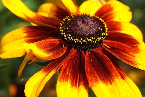 Tử vi thứ 6 ngày 27/2/2026 của 12 con giáp: Sửu như ý, Tị nhiều tiền