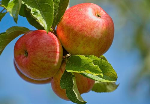 Tử vi thứ 4 ngày 4/3/2026 của 12 con giáp: Tị rạng rỡ, Sửu thoải mái