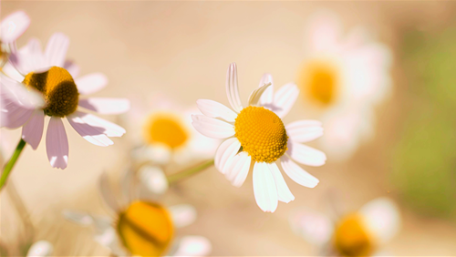 Tử vi thứ 6 ngày 13/2/2026 của 12 con giáp: 26 Tết Tị rủng rỉnh, Dậu bất ổn