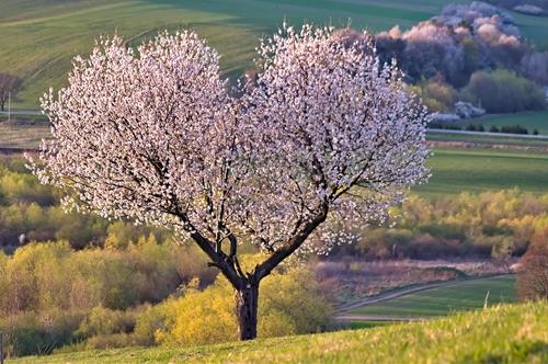 Tử vi Chủ nhật ngày 15/2/2026 của 12 con giáp: 28 Tết Tý may mắn