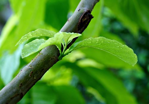 Tử vi thứ 5 ngày 19/2/2026 của 12 con giáp: Mùng 3 Tết Sửu như ý, Thìn ăn lộc lớn