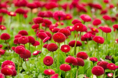 Tử vi thứ 5 ngày 26/3/2026 của 12 con giáp: Sửu mệt mỏi, Hợi may mắn