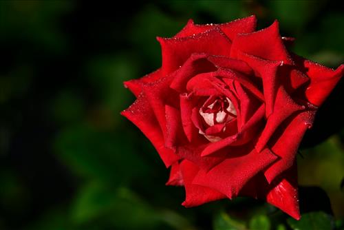 Tử vi thứ 4 ngày 11/3/2026 của 12 con giáp: Tị lộc lá, Dậu mở lòng