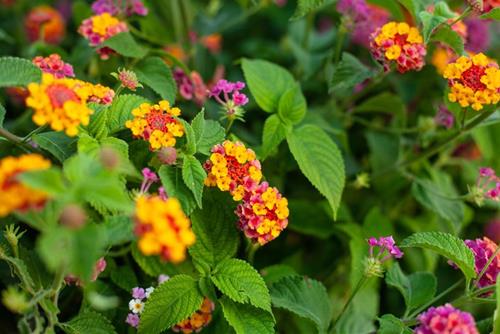 Thần Tài cực GHÉT những loại hoa này, nhà nào có thì sớm muộn cũng hao tài, khó kiếm TIỀN