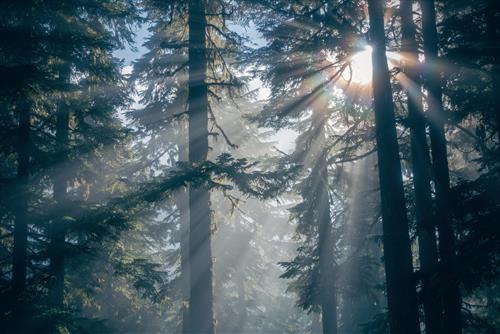 Tử vi thứ 5 ngày 23/4/2026 của 12 con giáp: Tị nghĩ thoáng, Mùi rực rỡ