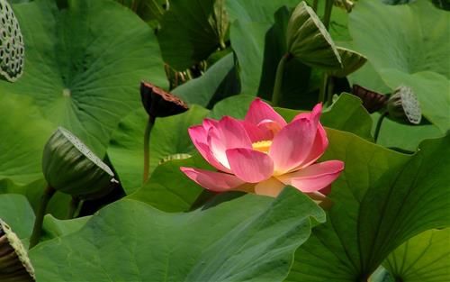 Không cần mua vật phẩm, cúng bái ở đâu cả! Phong thủy tốt nhất cho mỗi người nằm ở 3 điều này!