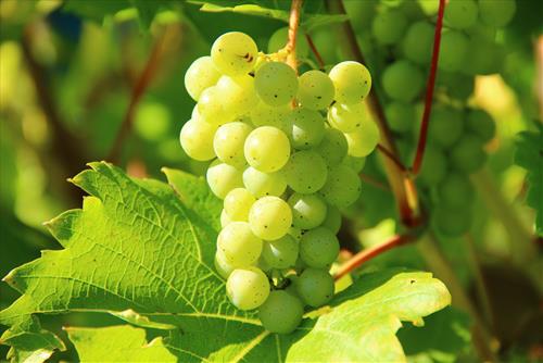 Tử vi thứ 6 ngày 14/8/2026 của 12 con giáp: Tị tốt số, Hợi sống cả nể