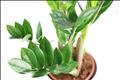 Cách đặt cây Kim Tiền trong nhà chuẩn phong thủy, tài lộc đổ về như nước