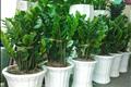 Cách đặt cây Kim Tiền trong nhà chuẩn phong thủy, tài lộc đổ về như nước
