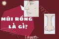 Mũi rồng - tướng đại quý đại phú, nhưng không phải cái gì cũng thuận lợi, bạn đã biết chưa?