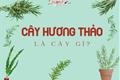 Cây hương thảo phong thủy: Không chỉ trừ tà mà còn là gia vị thần kỳ, đa năng