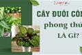 Cây đuôi công phong thủy: Thu hút tài lộc và tạo cảm giác thư thái, truyền cảm hứng cho công việc